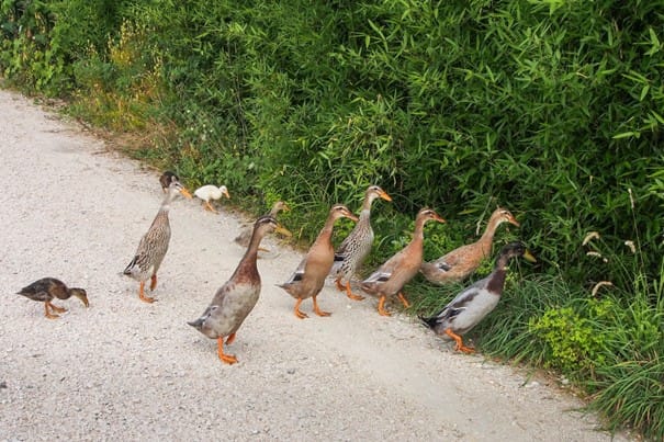 Enten überqueren eine Straße